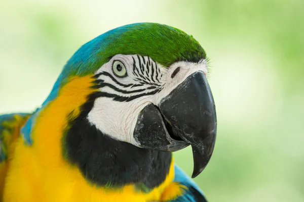 Macaw — Stock Photo, Image