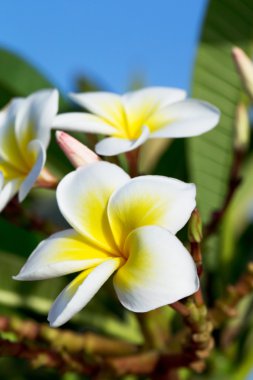 Plumeria çiçekler 
