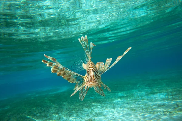 Lion fish — Stock Photo, Image