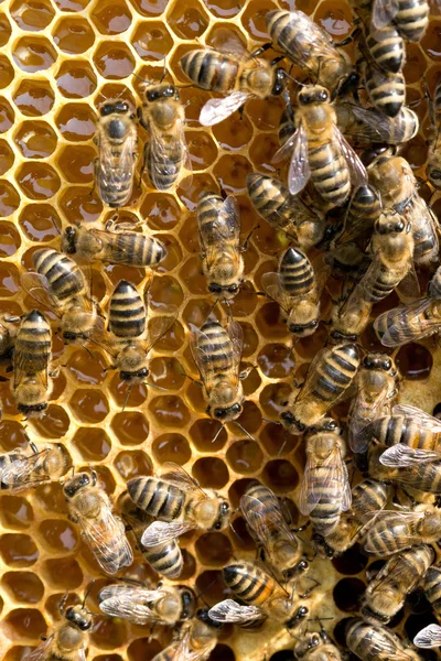 Pszczoły na honeycells — Zdjęcie stockowe