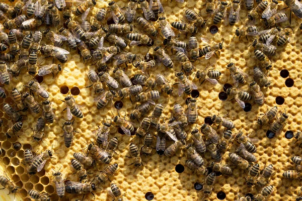 Las abejas en las células de miel — Foto de Stock