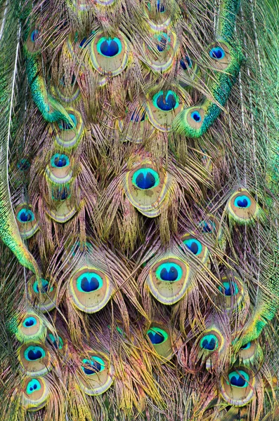 Peacock feather — Stock Photo, Image