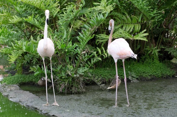 Flamingos i vattnet — Stockfoto