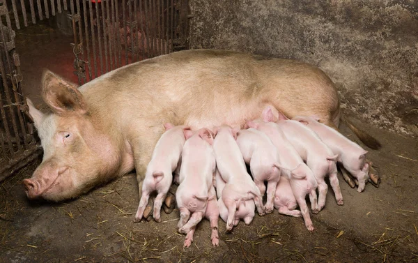 Little piglets — Stock Photo, Image