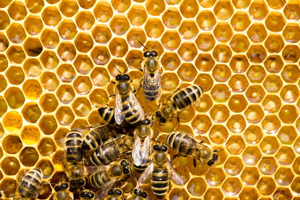 Las abejas en las células de miel — Foto de Stock
