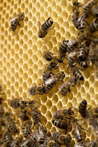 Pracovní včely na honeycells — Stock fotografie