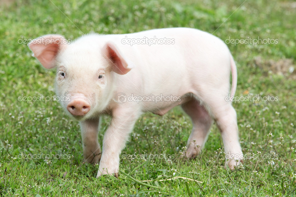 Young pig 