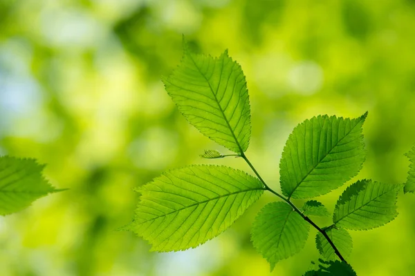 Natuurlijke groene achtergrond — Stockfoto