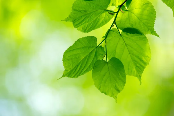 Natuurlijke groene achtergrond — Stockfoto