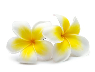 çiçek frangipani