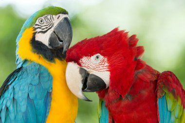 Macaws parrots clipart