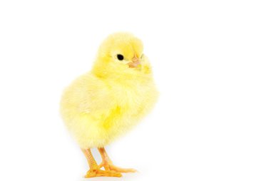 Tatlı küçük bebek tavuk