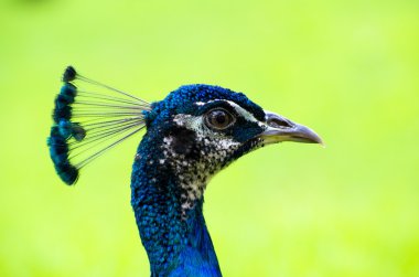 Tavus kuşu