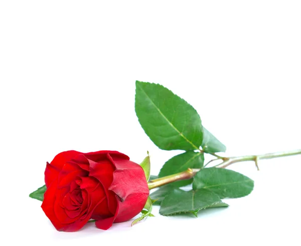 Bella rosa rossa — Foto Stock