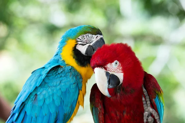 Paire de perroquets aras colorés — Photo