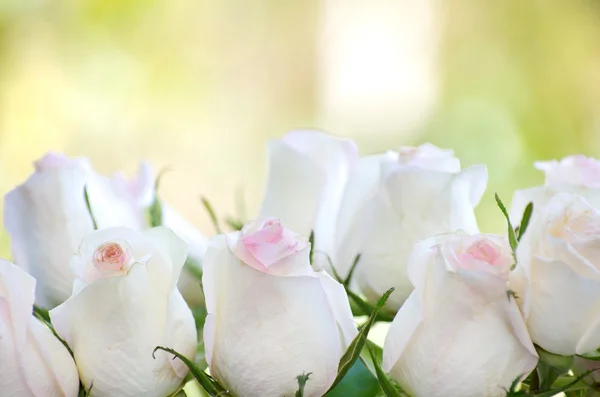 Rosas blancas — Foto de Stock