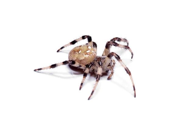 Gefährliche Spinne — Stockfoto