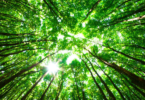 Early morning sun in the green forest       