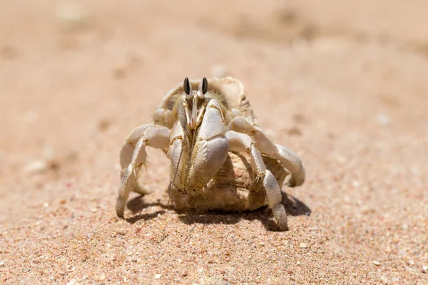 Einsiedlerkrebs — Stockfoto