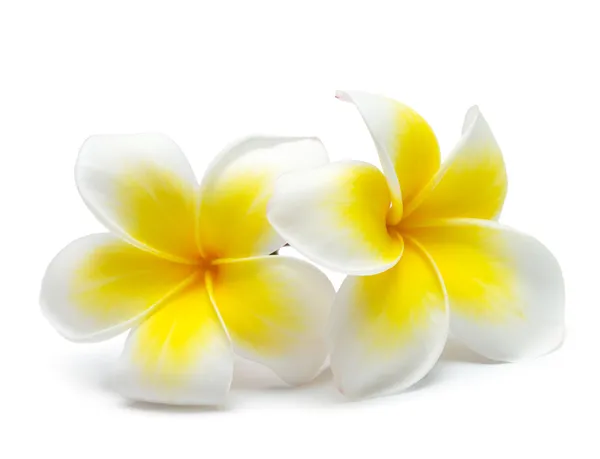 Flor frangipani — Fotografia de Stock