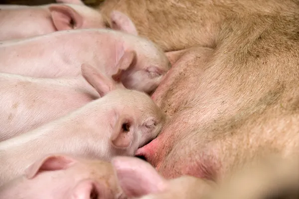 Pequenos leitões mamando sua mãe — Fotografia de Stock