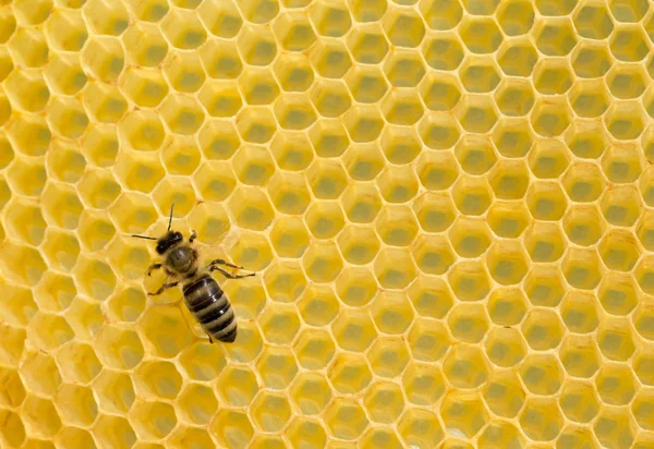 Las abejas en las células de miel — Foto de Stock