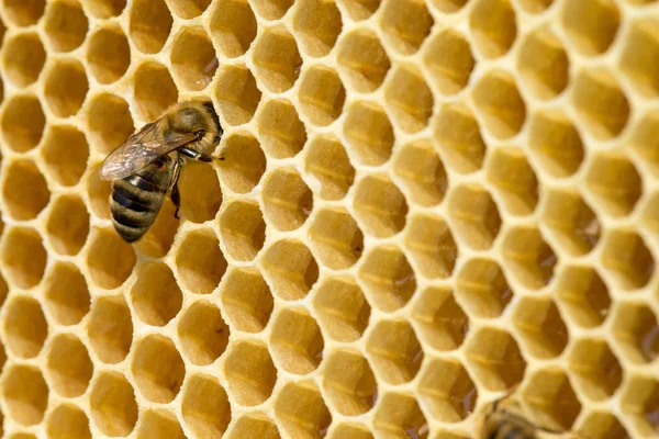 Las abejas en las células de miel —  Fotos de Stock