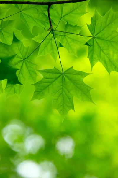 Naturlig grön bakgrund — Stockfoto