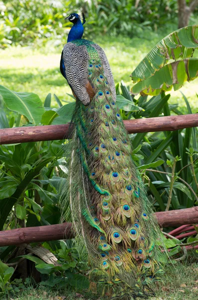 Peacock on a green grass — Stock Photo, Image