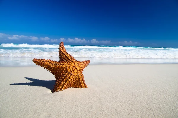 Starfish na praia — Fotografia de Stock