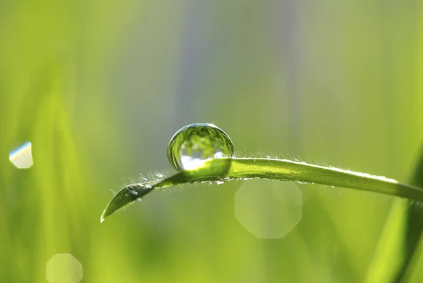 Rocíe la gota en una hoja de hierba —  Fotos de Stock