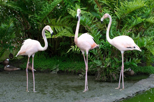 Flamingos i vattnet — Stockfoto