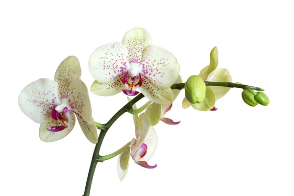 Witte orchidee — Stockfoto