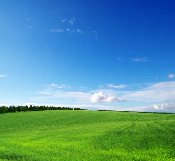 Grüne Wiese — Stockfoto