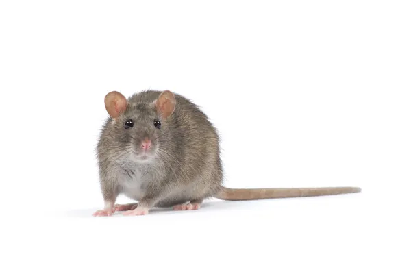 Pluizig rat — Stockfoto