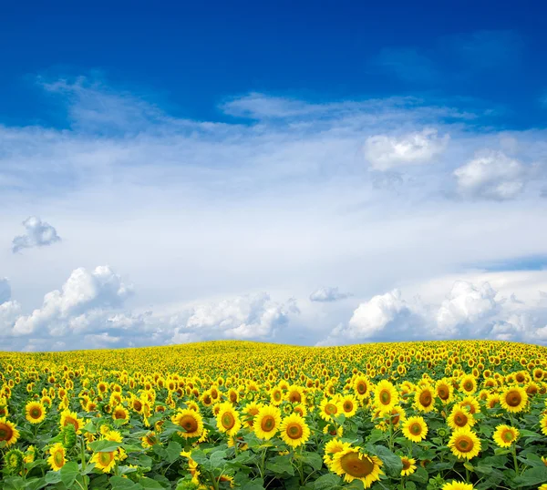 Bloeiende gebied van zonnebloemen — Stockfoto