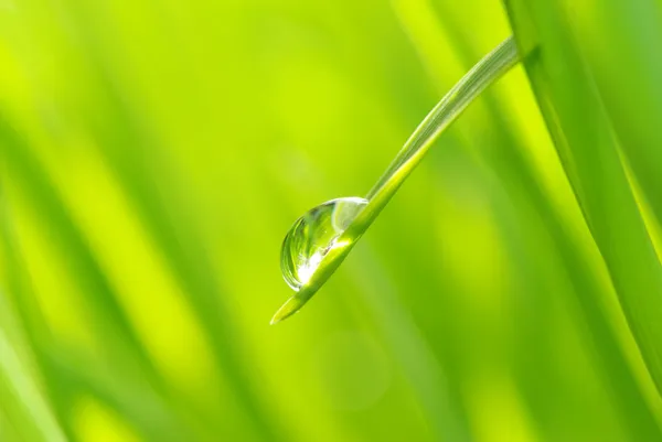 Gota na grama — Fotografia de Stock