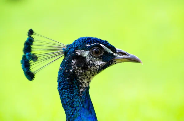 Tavus kuşu — Stok fotoğraf