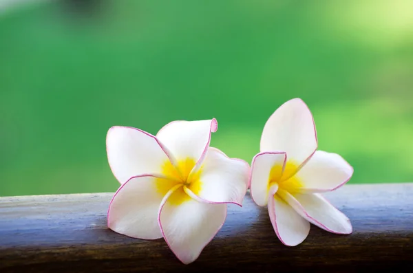 Rosa frangipani blommor — Stockfoto