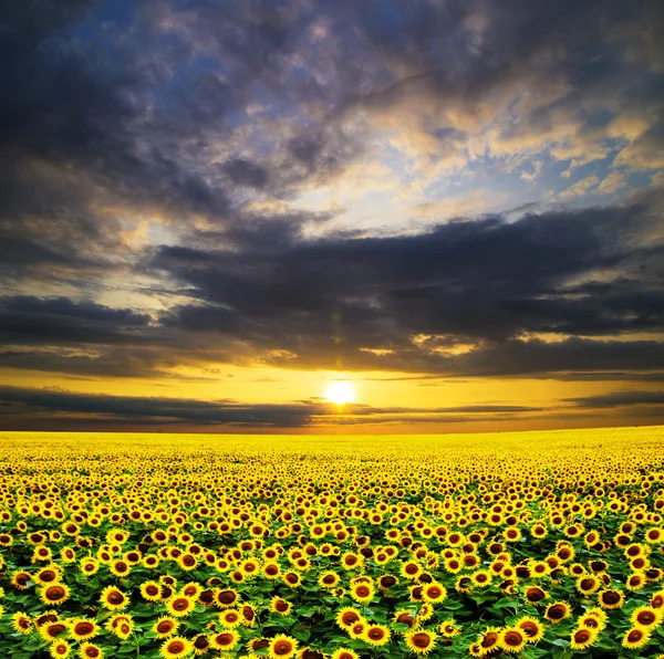 Blooming field of sunflowers — Stock Photo, Image