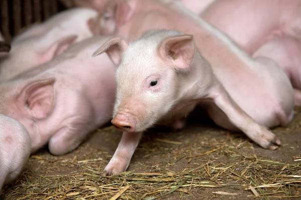 Kleine biggetjes — Stockfoto