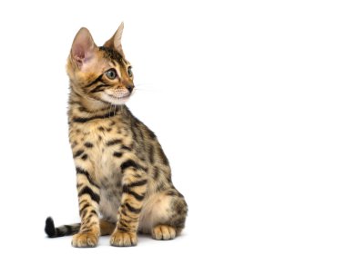 İngiliz yavru kedi