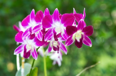 yeşil arkaplanda orkide