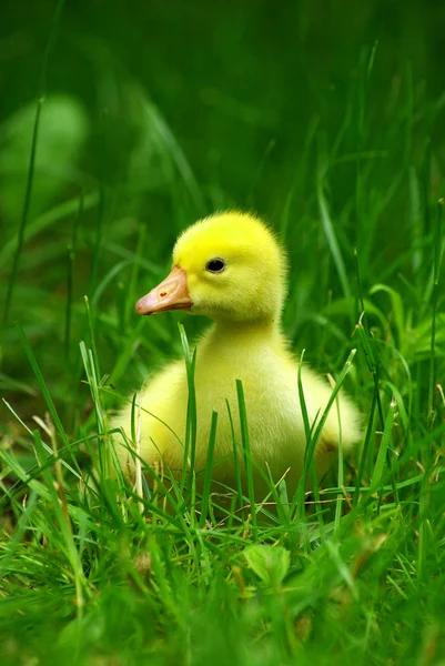 Gosling in grass — Stock Photo, Image