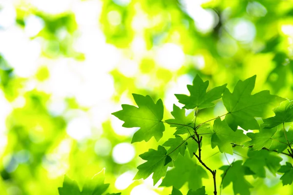 Hojas verdes — Foto de Stock