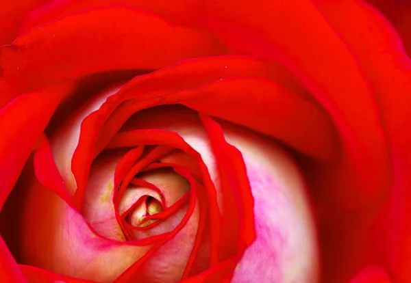 Rote Rose — Stockfoto