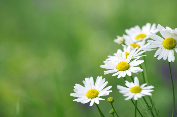 Camomilla nella natura — Foto Stock