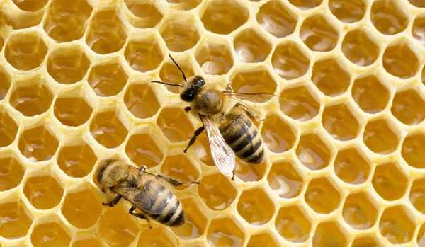 Honeycells에 꿀벌 — 스톡 사진