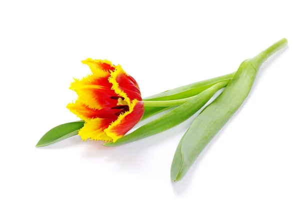 Gele tulp — Stockfoto