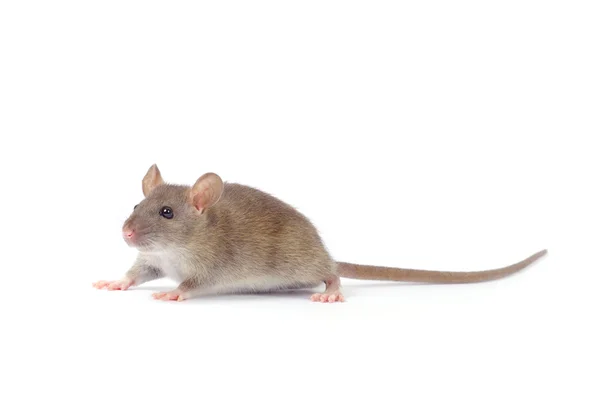 Ratto divertente — Foto Stock